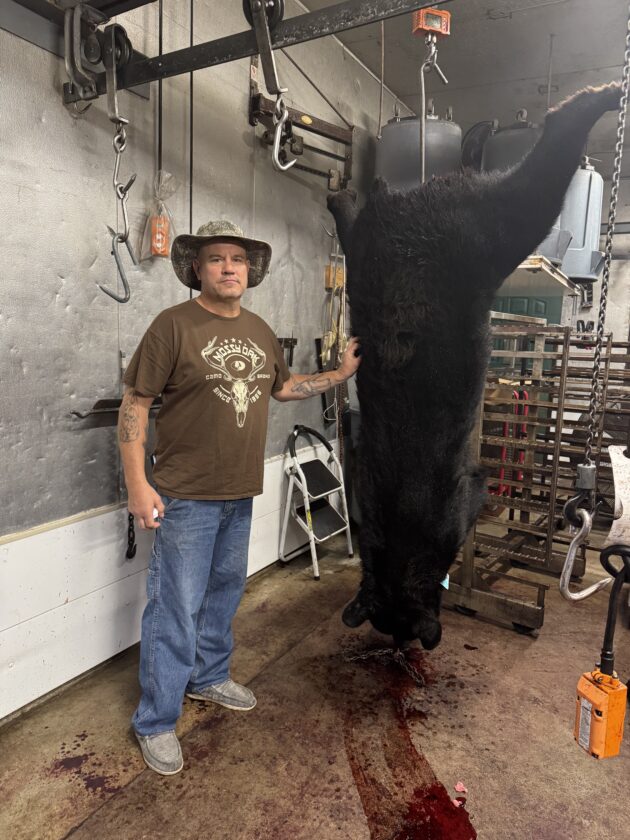 Bowhunter kills big, 500-pound U.P. black bear